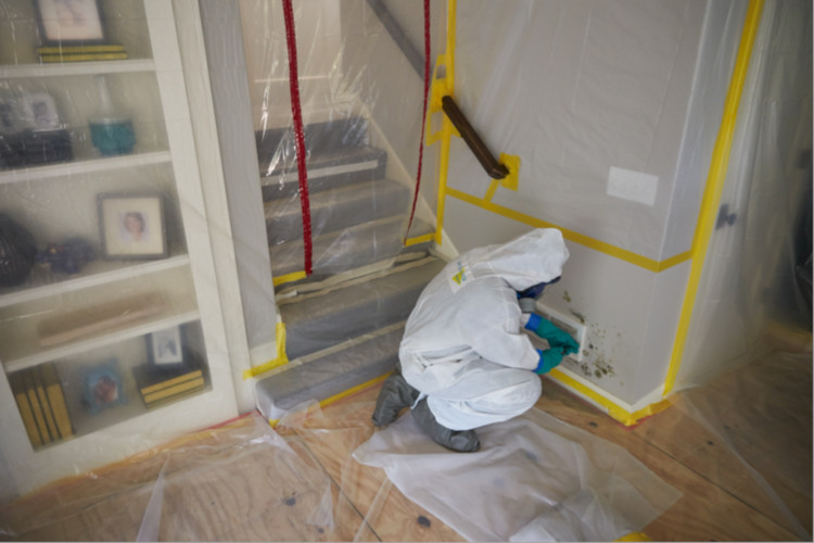 mold remediation rochester mn
