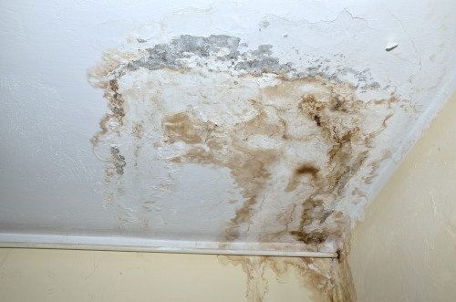 mold removal rochester mn